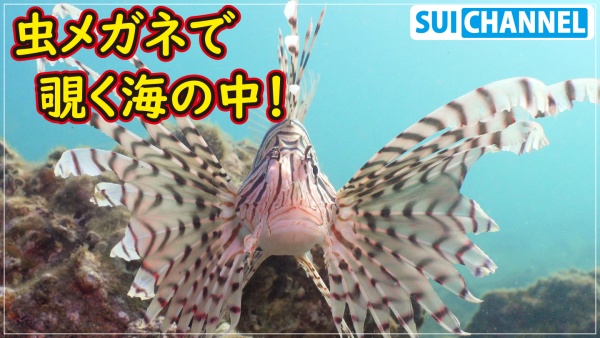 スイチャンネル　長崎の海の魚画像
