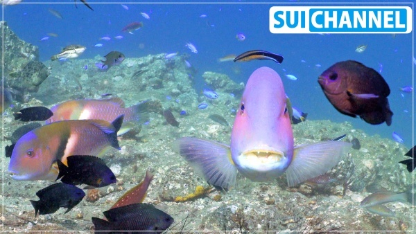 スイチャンネル海の中　魚画像